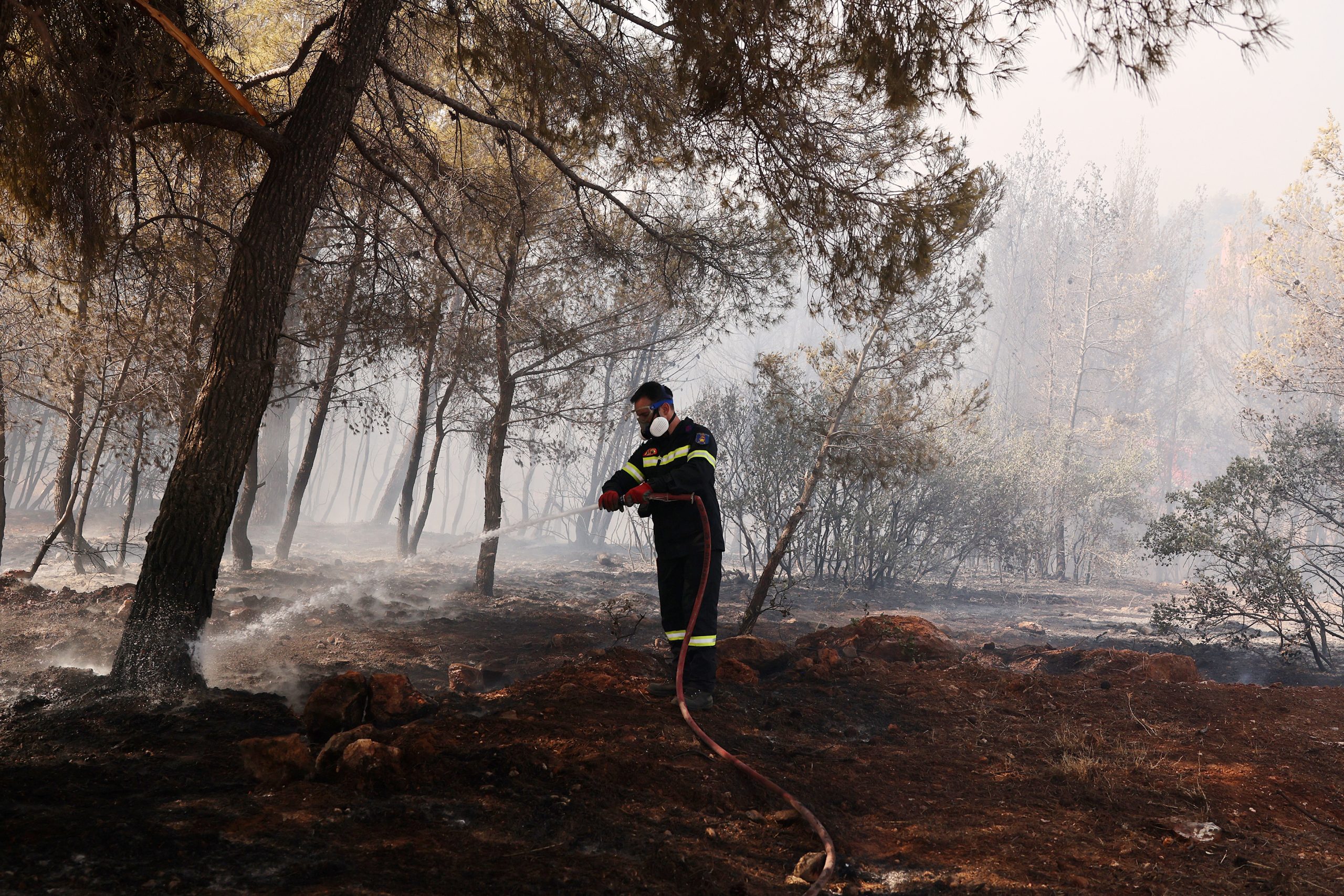 Φωτιά στην Αττική: Πώς μπορoύμε να βοηθήσουμε πυρόπληκτους και ζώα 1