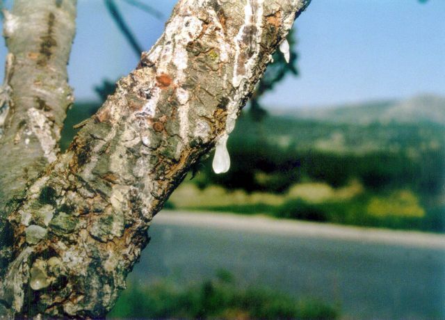 Νέο πρόγραμμα συμβολαιακής γεωργίας για τη μαστίχα