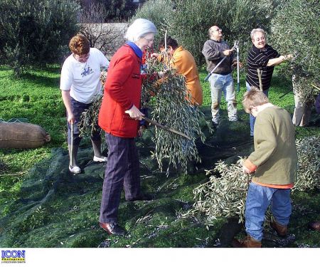 Πάνω από 300.000 τόνους η φετινή παραγωγή ελαιολάδου