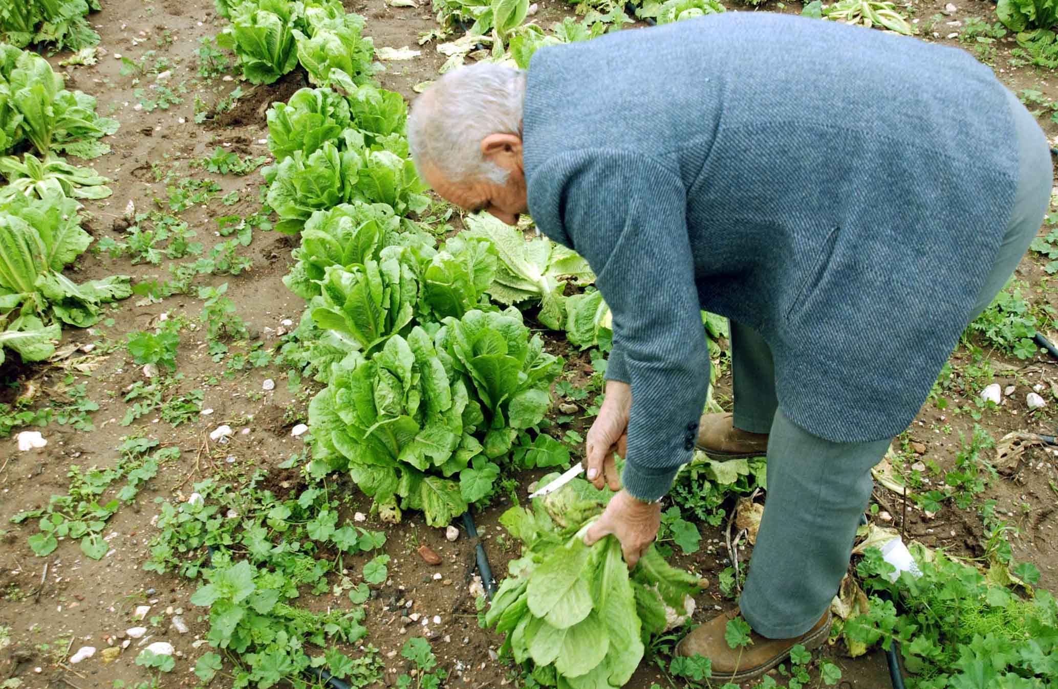 ΕΛΓΑ: Ολοκληρώνεται η διαδικασία εκτιμήσεων αγροτικών ζημιών