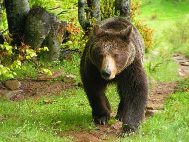 Η πιο θανατηφόρα χρονιά για τις αρκούδες το 2012