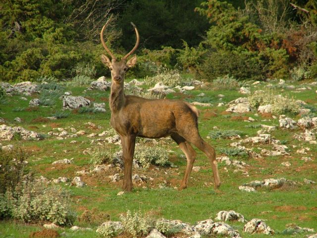 WWF: Χωρίς σχέδιο η μεταφορά ελαφιών από την Πάρνηθα