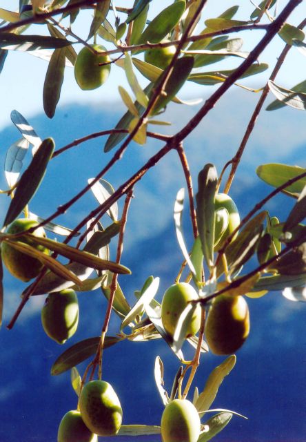 Τα ελληνικά «Οσκαρ» της ελιάς!