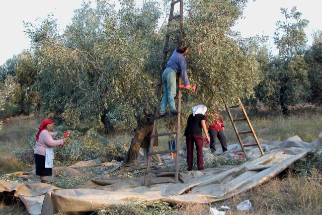 Γεμάτες εφέτος οι ελιές, άδειες όμως οι τσέπες