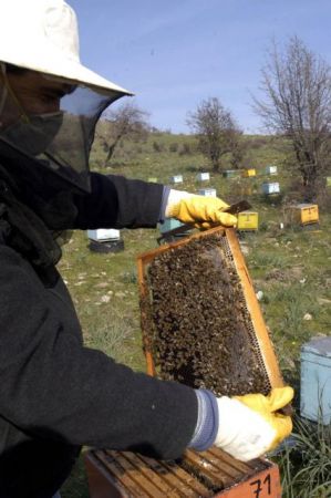 Ενισχύσεις 6,2 εκατ. ευρώ για τη μελισσοκομία