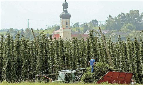 Στη Βαυαρία άρχισε η συγκομιδή του λυκίσκου