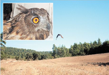 Ανοιξε τα φτερά του προς την ελευθερία