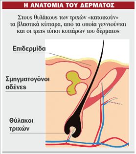 Η «μητέρα» όλων  των δερματικών κυττάρων