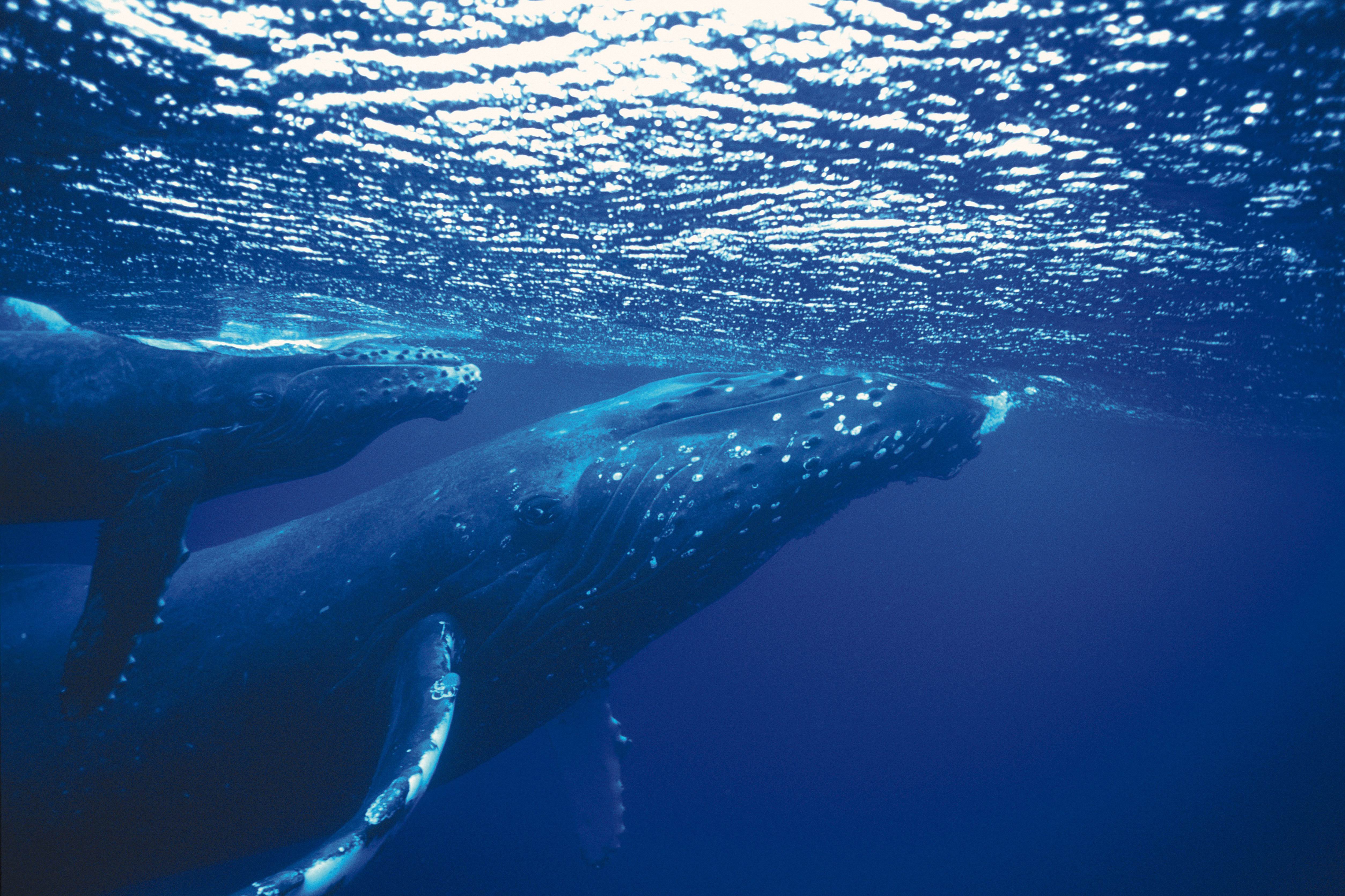 Кит самое большое млекопитающее. Самка горбатого кита. Горбатый кит. Синий кит млекопитающее. Тихий океан киты.