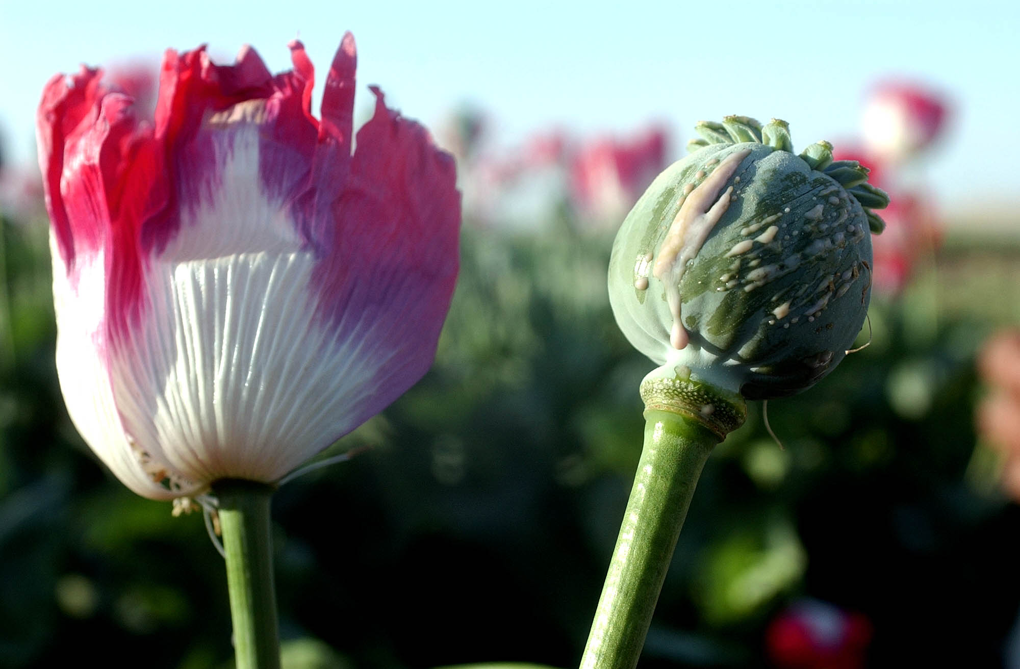 Класс мака. Снотворный Мак опиум. Мак снотворный семена. Мак Героиновый. Papaver somniferum героин.