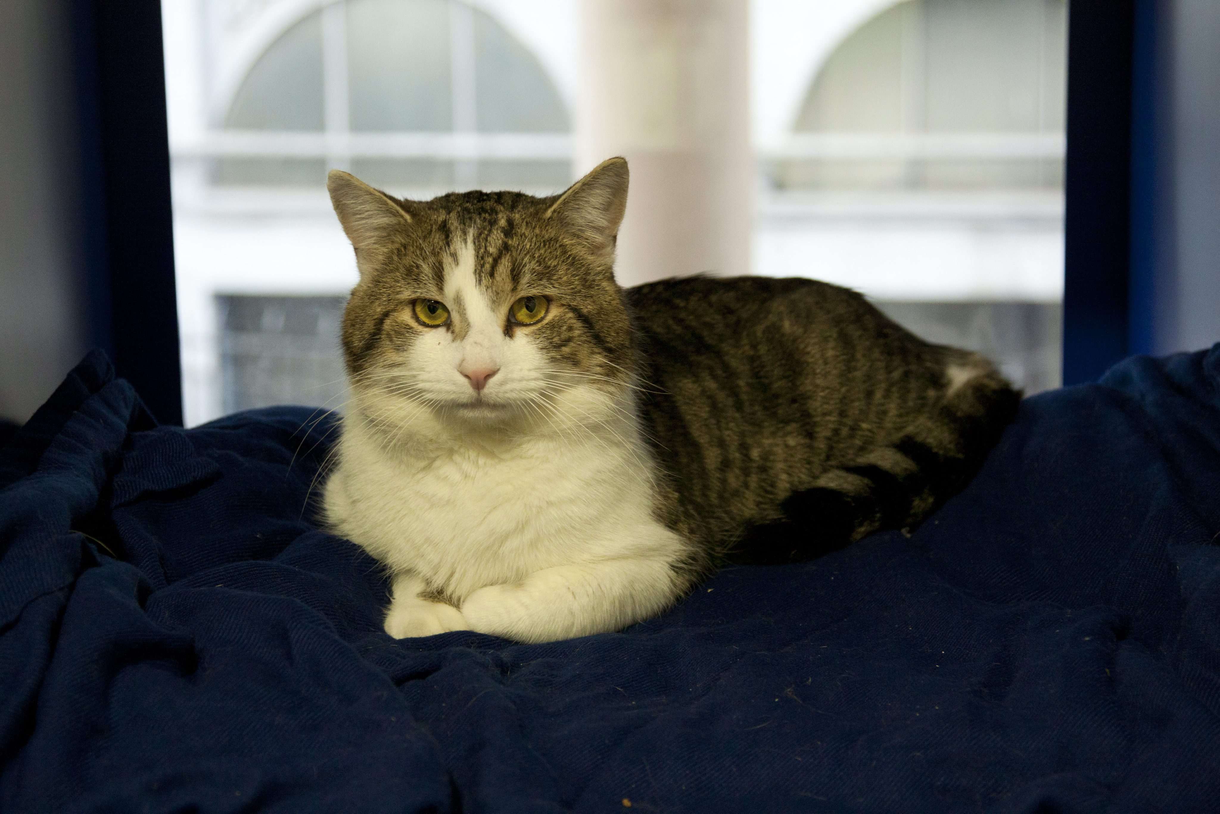 England cat. Downing Street кот Ларри. Коты в правительстве Великобритании. Министры с кошками. Кот Ларри какая порода.