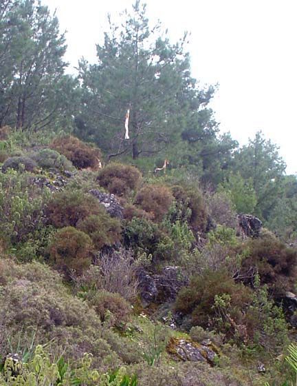 Τροπολογία υπονομεύει τους Δασικούς Χάρτες