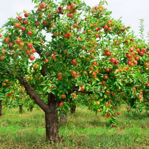 Μαθητές της Τρίπολης καταργούν διαδικτυακά τους μεσάζοντες