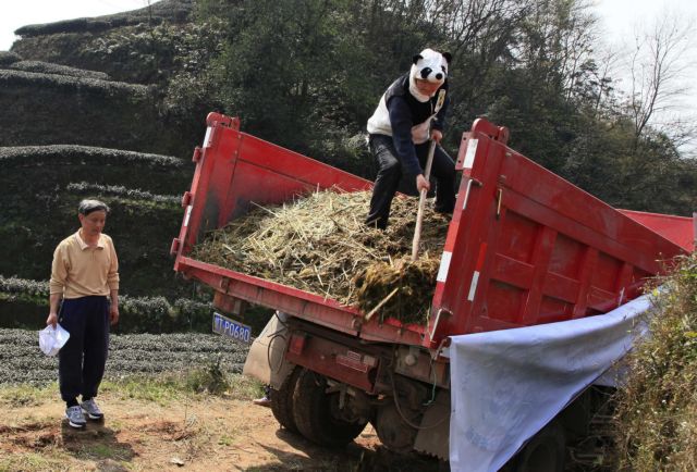 Κίνα: 150 δολάρια για ένα φλιτζάνι τσάι με κοπριά από πάντα