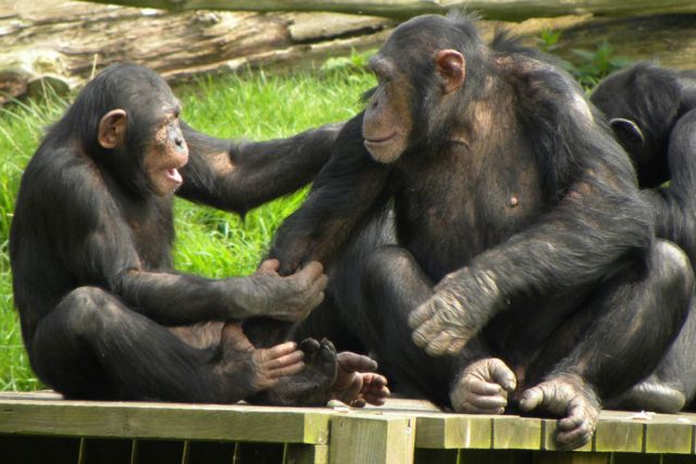 Οι χιμπαντζήδες είναι… δίκαιοι!