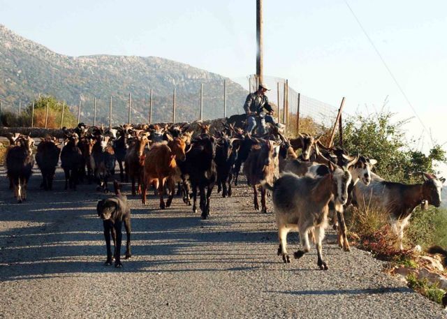 35 εκατ. ευρώ στους κτηνοτρόφους των ορεινών περιοχών