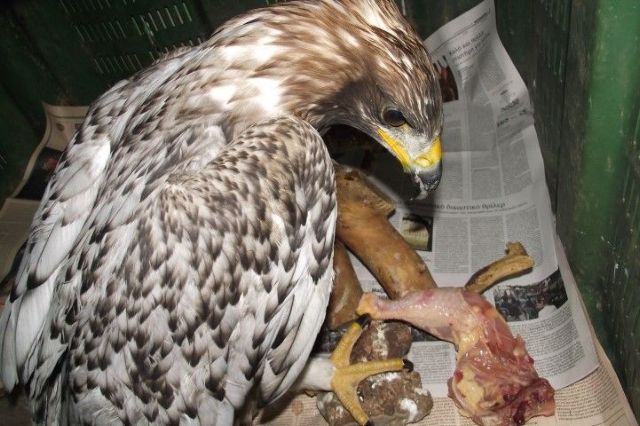 Rare, endangered albino Golden Eagle discovered in Mesologi