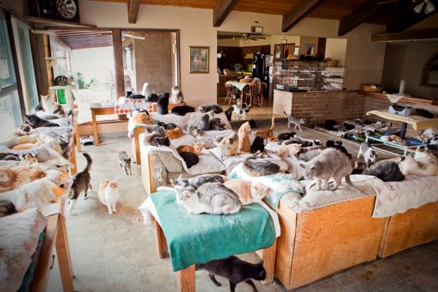 Γαλλίδα που ζούσε με 113 γάτες κατηγορείται για κακοποίηση ζώων