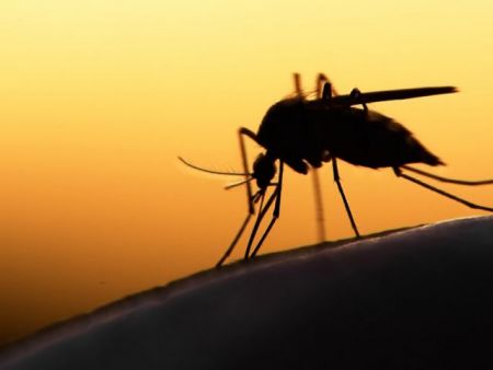 ΠΙΣ: Ενημέρωση για ανάληψη δράσης κατά της ελονοσίας