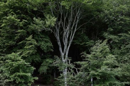 H ρύπανση πλήττει τους μύκητες που τρέφουν τα δέντρα στην Ευρώπη