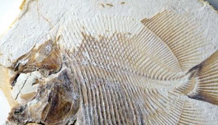 Παλαιοντολόγοι ανακάλυψαν τον αρχαιότερο πιράνχα