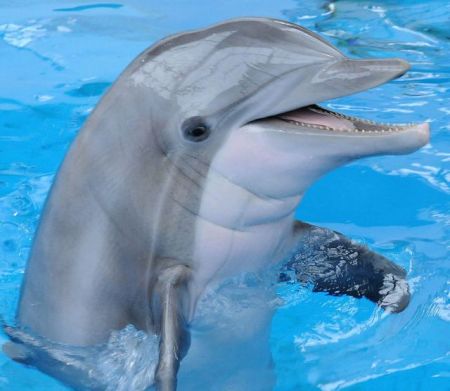Ερευνούν αλτσχάιμερ σε δελφίνια που εξοκείλαν σε ακτές