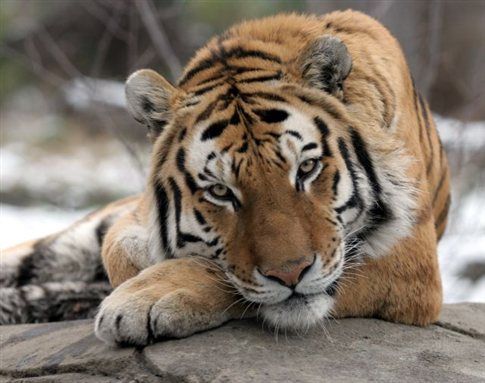 Ιταλία : Τίγρεις σε τσίργκο κατασπάραξαν τον θηριοδαμαστή τους