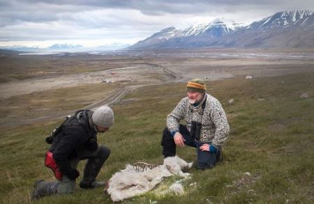 Αρκτική: 200 τάρανδοι νεκροί από την πείνα – Αποδίδεται στην κλιματική αλλαγή