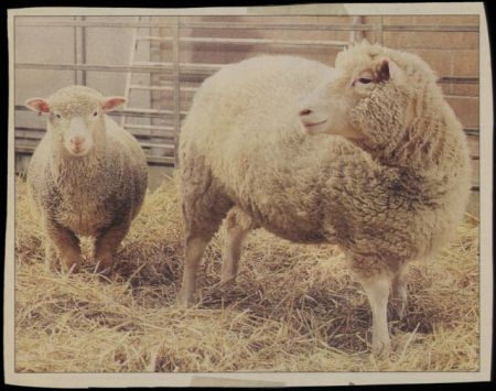Νόσος Μπάτεν : Πώς τα μεταλλαγμένα πρόβατα δίνουν ελπίδα για την καταπολέμησή της
