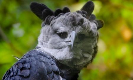 Άρπυια : Ο τεράστιος αετός με το χαρακτηριστικό λοφίο