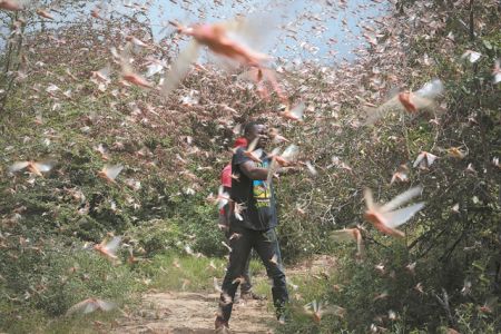 Η «όγδοη πληγή του Φαραώ» στο Κέρας της Αφρικής