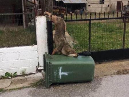 Ο «Αρκτούρος» απεγκλώβισε λύκο από μάντρα σπιτιού στον Καστανά Θεσσαλονίκης
