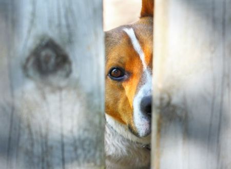 Κακοποίηση ζώων: Συλλήψεις και αυτόφωρο με εγκύκλιο του Α.Π.