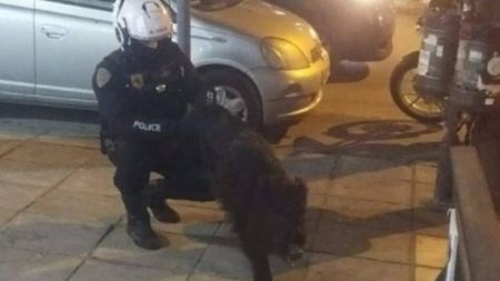 Θεσσαλονίκη : Αστυνομικοί «συνέλαβαν» αγριογούρουνο που βόλταρε στην Τούμπα