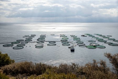 Τα βαρίδια που κρατούν καθηλωμένη την ελληνική ιχθυοκαλλιέργεια