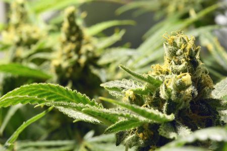 Pharmaceutical cannabis: American interest in export investments in Greece