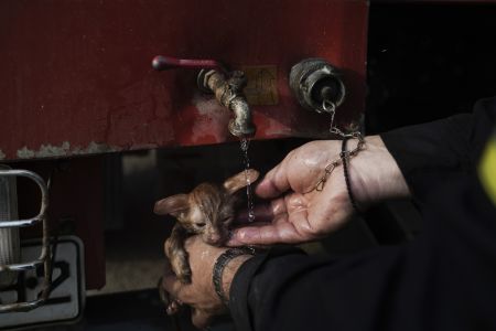 Φωτιά στη Γορτυνία – Πυροσβέστες σώζουν γατάκι από την πυρκαγιά