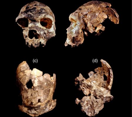 Homo bodoensis – Ανακαλύφθηκε νέος πρόγονος του ανθρώπου
