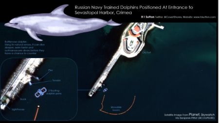 Η Ρωσία «στρατολογεί» δελφίνια στη Μαύρη Θάλασσα –Γιατί τα εκπαιδεύει