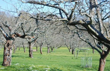 ΕΛΓΑ: Πληρωμές ύψους 9,7 εκατ. ευρώ για το προανθικό στάδιο