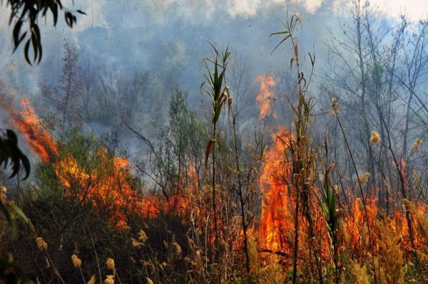 Φωτιά στην Ηλεία: Κοντά στα σπίτια οι φλόγες – Λιποθύμησε πυροσβέστης