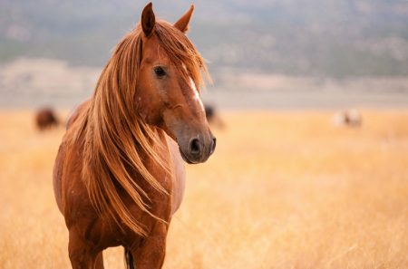 Τζια: Οργή για την κακοποίηση  αλόγου – Βρέθηκε κρεμασμένο σε πλαγιά – Χειροπέδες σε 34χρονο