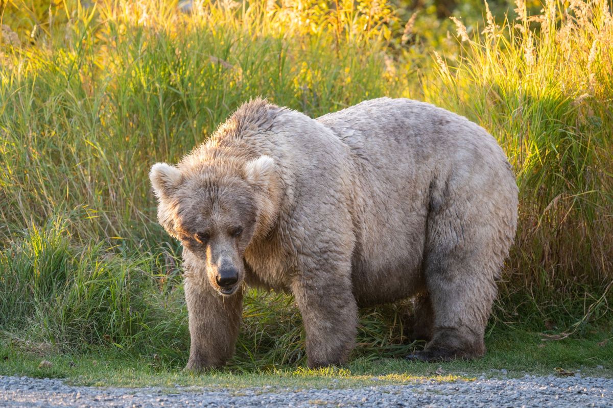 Επίθεση αρκούδας σε πολυτελές θέρετρο των ΗΠΑ