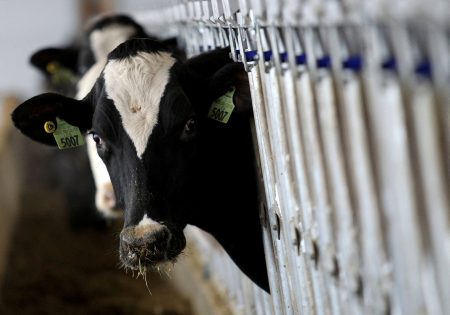Γρίπη των πτηνών: Θανατώνουν μολυσμένες αγελάδες στις ΗΠΑ