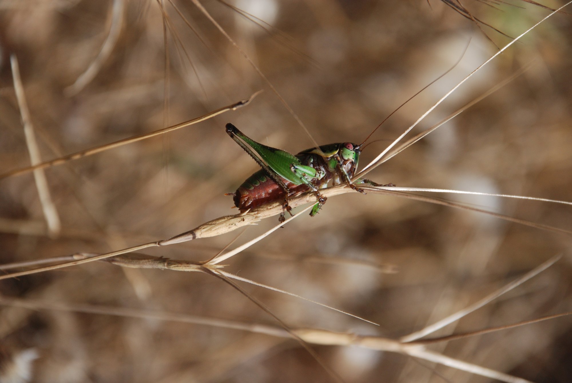 Η ακρίδα του Κέκροπα: Πώς ένας ερασιτέχνης εντομολόγος ανακάλυψε ένα νέο είδος στην Αττική