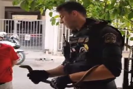 Θεσσαλονίκη: Συναγερμός για φίδι που αποδείχτηκε Τυφλίτης