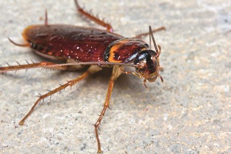 Λάρισα: Επιδρομή από ιπτάμενες κατσαρίδες – Γιατί εμφανίστηκαν