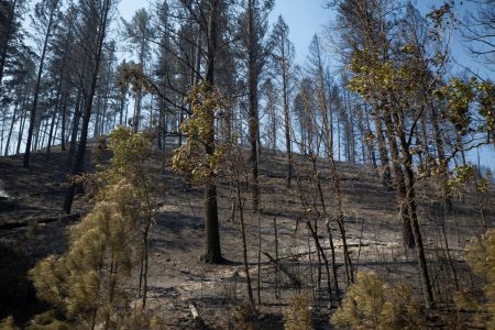 ΗΠΑ: Πυρκαγιά κατακαίει το Ορεγκον – Εκκενώθηκαν δεκάδες περιοχές