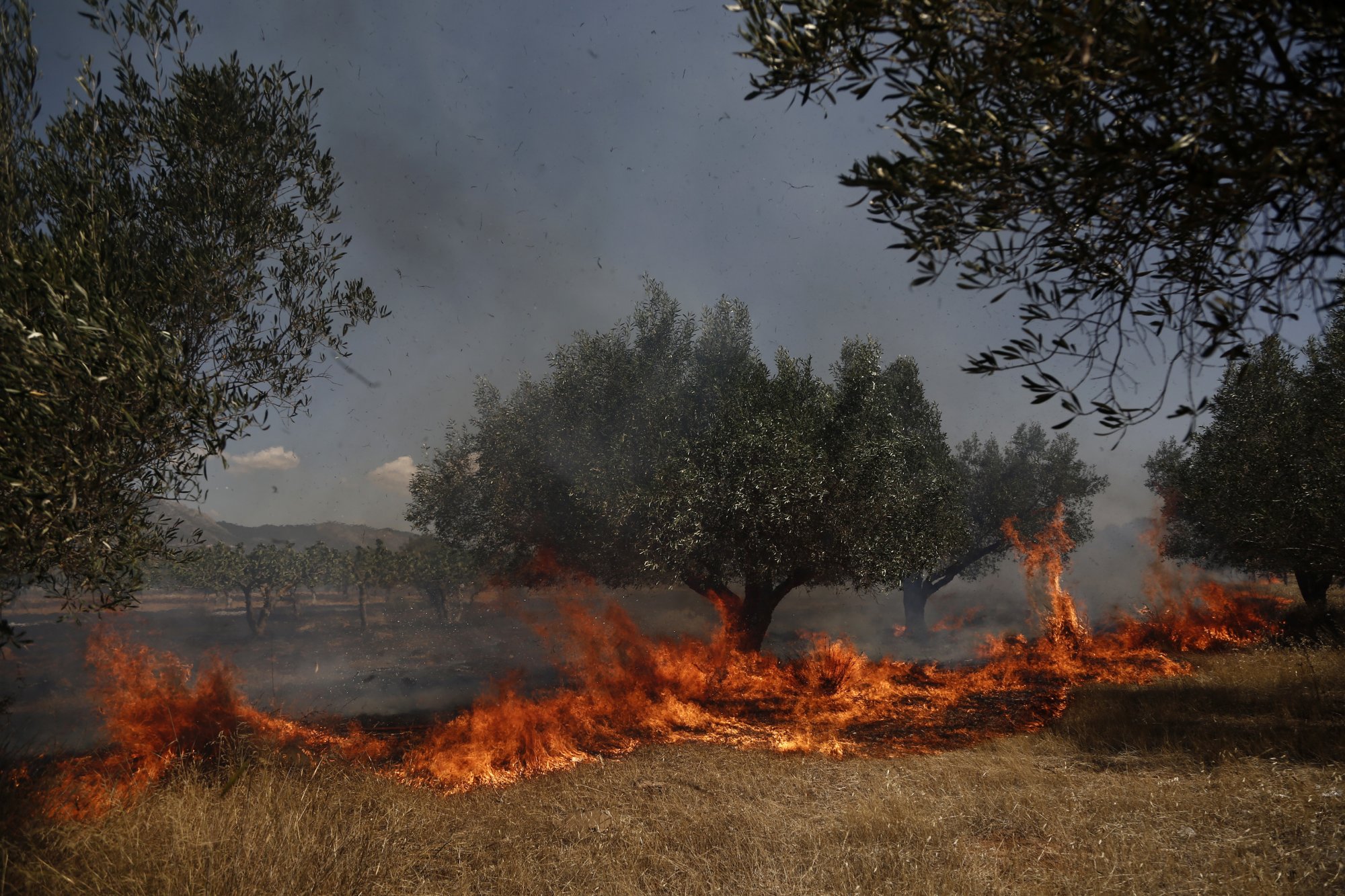 Λέσβος: Φωτιά μεταξύ Αγ. Παρασκευής και Καλλονής