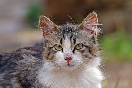 Κτηνωδία στη Θεσσαλονίκη, βρέθηκε τρίτη γάτα ακρωτηριασμένη